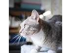 Adopt Katrina a Gray or Blue Domestic Shorthair / Mixed cat in Jefferson City