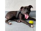 Adopt DeeDee a Black Mixed Breed (Medium) / Mixed dog in Philadelphia