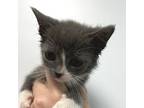 Adopt Little Bighorn a Domestic Shorthair / Mixed cat in Salisbury