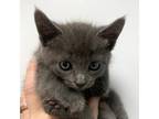 Adopt Xoi a Domestic Shorthair / Mixed cat in Salisbury, MD (38909449)