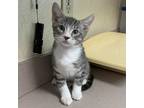 Adopt Penn a Domestic Shorthair / Mixed cat in Salisbury, MD (38909448)