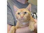 Adopt Willow a Domestic Shorthair / Mixed cat in Versailles, KY (38801484)
