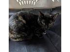 Adopt Keisha a All Black Domestic Shorthair / Mixed cat in Galveston
