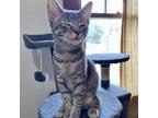 Adopt Maribel a Gray or Blue Domestic Shorthair / Mixed cat in St Paul
