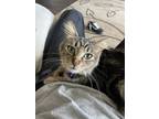 Adopt Luna a Gray, Blue or Silver Tabby American Curl / Mixed cat in Riverside