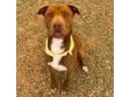 Adopt Honey a Brown/Chocolate Labrador Retriever / Pit Bull Terrier / Mixed dog