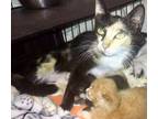 Adopt Chablis a Calico or Dilute Calico Domestic Shorthair (short coat) cat in