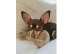 Adopt Sassy Jo a Mixed Breed (Medium) / Mixed dog in Weatherford, TX (38909303)