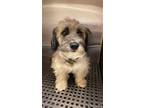 Adopt Andy a Mixed Breed (Medium) / Mixed dog in Weatherford, TX (38909345)