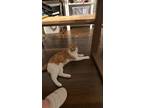 Adopt Bailey a Orange or Red (Mostly) Domestic Shorthair (short coat) cat in