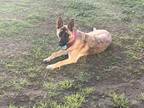 Adopt Sheba a Black - with Tan, Yellow or Fawn Belgian Shepherd / Mixed dog in