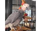 Adopt Tetra a African Grey bird in Kanab, UT (38909327)