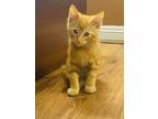 Adopt Maau a Orange or Red Tabby Tabby / Mixed cat in Redlands, CA (38909326)