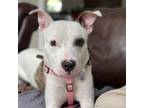 Adopt Pinky a White - with Tan, Yellow or Fawn Pit Bull Terrier / Mixed dog in