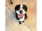 Adopt Lola a Black Labrador Retriever / Pit Bull Terrier / Mixed dog in Dallas