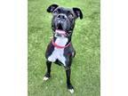 Adopt Clyde a Black Boxer / Mixed dog in Independence, MO (38822994)
