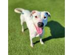 Adopt Trudy a White American Pit Bull Terrier / Mixed dog in Independence