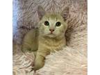 Adopt Murphy a Orange or Red Domestic Shorthair / Mixed cat in Los Angeles