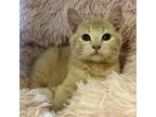 Adopt Blondie a Orange or Red Domestic Shorthair / Mixed cat in Los Angeles