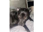 Adopt Koda a Black - with White Labrador Retriever / Mixed dog in Frisco