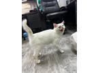 Adopt Snow White a White Domestic Longhair / Mixed cat in Danville