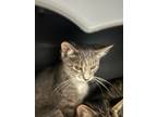 Adopt Ada a Gray or Blue Domestic Shorthair / Mixed cat in Danville