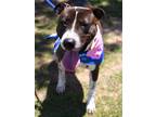 Adopt Stormie a Brown/Chocolate American Pit Bull Terrier / Mixed dog in