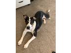 Adopt Stella a Tricolor (Tan/Brown & Black & White) Mutt / Mixed dog in Phoenix