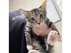 Adopt Sam a Gray or Blue Domestic Shorthair / Mixed cat in Yuma, AZ (38908959)