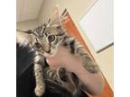 Adopt Eleven a Gray or Blue Domestic Shorthair / Mixed cat in Yuma