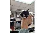 Adopt g a All Black Domestic Shorthair / Domestic Shorthair / Mixed cat in