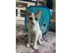 Adopt Snow a White (Mostly) Domestic Shorthair (short coat) cat in San Dimas