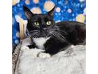 Adopt Centi a Black & White or Tuxedo Domestic Shorthair (short coat) cat in