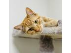 Adopt Buffy a Orange or Red Domestic Shorthair / Mixed cat in Great Falls