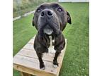 Adopt Legend a Black Pit Bull Terrier / Mixed dog in Bristol, IN (38908806)