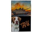 Adopt TANK a Labrador Retriever / Spaniel (Unknown Type) / Mixed dog in Gold