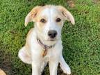 Adopt Tangerine a White - with Tan, Yellow or Fawn Great Pyrenees / Labrador