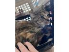 Adopt Tigerlilly a Calico or Dilute Calico Domestic Mediumhair cat in Kingman