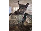 Adopt Fuzzie* a Calico or Dilute Calico Domestic Shorthair cat in Kingman