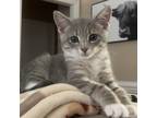 Adopt Concrete a Gray or Blue American Shorthair / Mixed (short coat) cat in