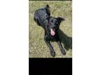 Adopt Percy a Black - with White Labrador Retriever / Mixed dog in Grand