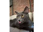 Adopt Gaia a Gray or Blue American Shorthair (short coat) cat in New York