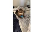 Adopt Wiz a Gray or Blue American Shorthair (short coat) cat in Bartlett