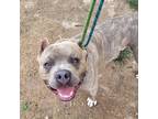 Adopt Wilfred a Brindle Terrier (Unknown Type, Small) / Mixed dog in St.