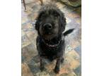 Adopt Jackson a Black - with Gray or Silver Labradoodle / Mixed dog in