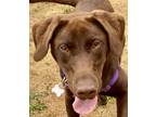 Adopt Rip a Brown/Chocolate Labrador Retriever / Mixed dog in Burlington