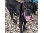 Adopt Tallow a Black Mixed Breed (Medium) / Mixed dog in West Olive
