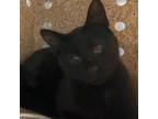 Adopt Jitterbug a All Black Domestic Shorthair / Mixed cat in Asheville