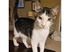 Adopt Bangor a Brown or Chocolate Domestic Shorthair / Domestic Shorthair /