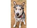 Adopt Molly a Black Husky / Mixed dog in Burlington, WA (37387104)